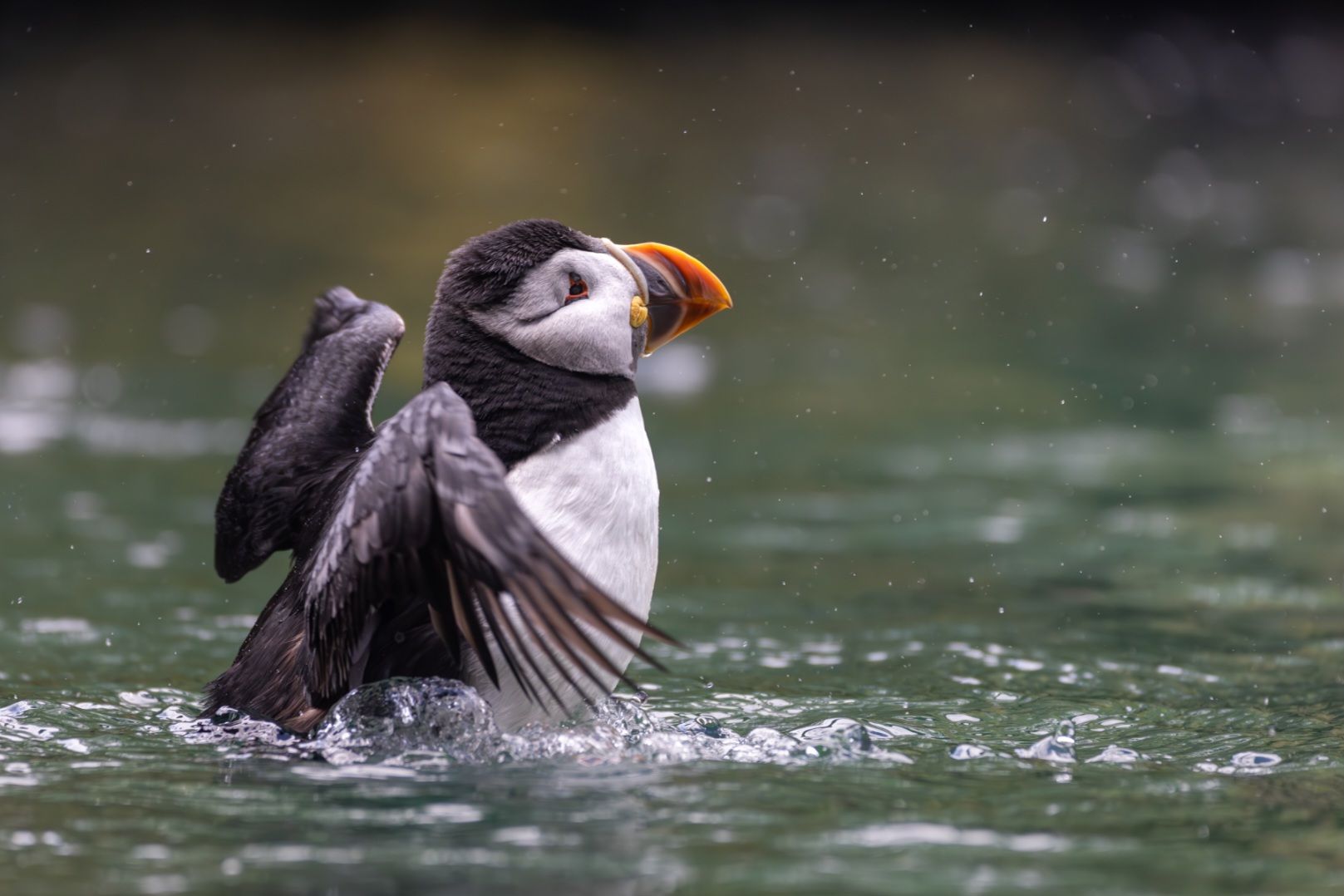 1 Atlantic puffin at Tierpark Bern-Dahlholzli (c) Naelle Honegger.jpg