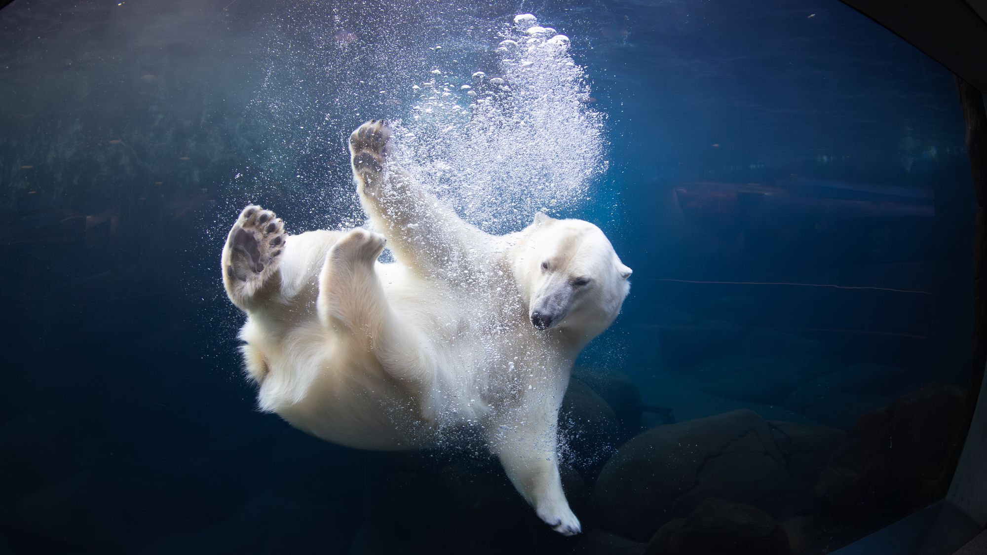 1 polar bear at Copenhagen Zoo (c) Frank Ronsholt, Copenhagen Zoo.jpeg