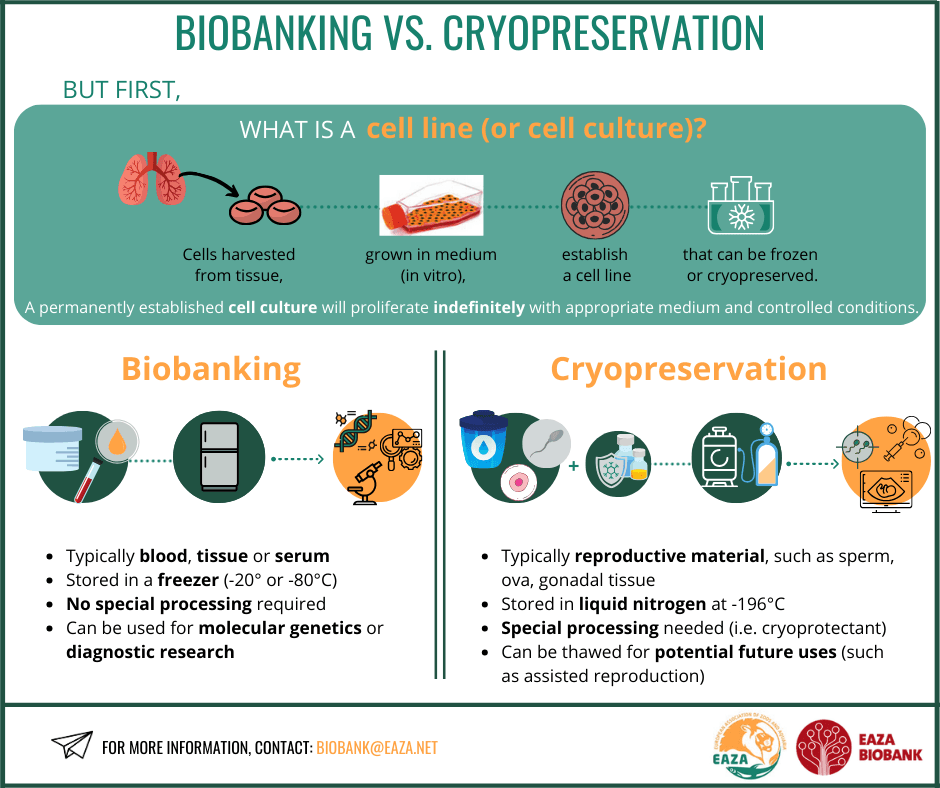 2024 biobank vs cryopreservation.png
