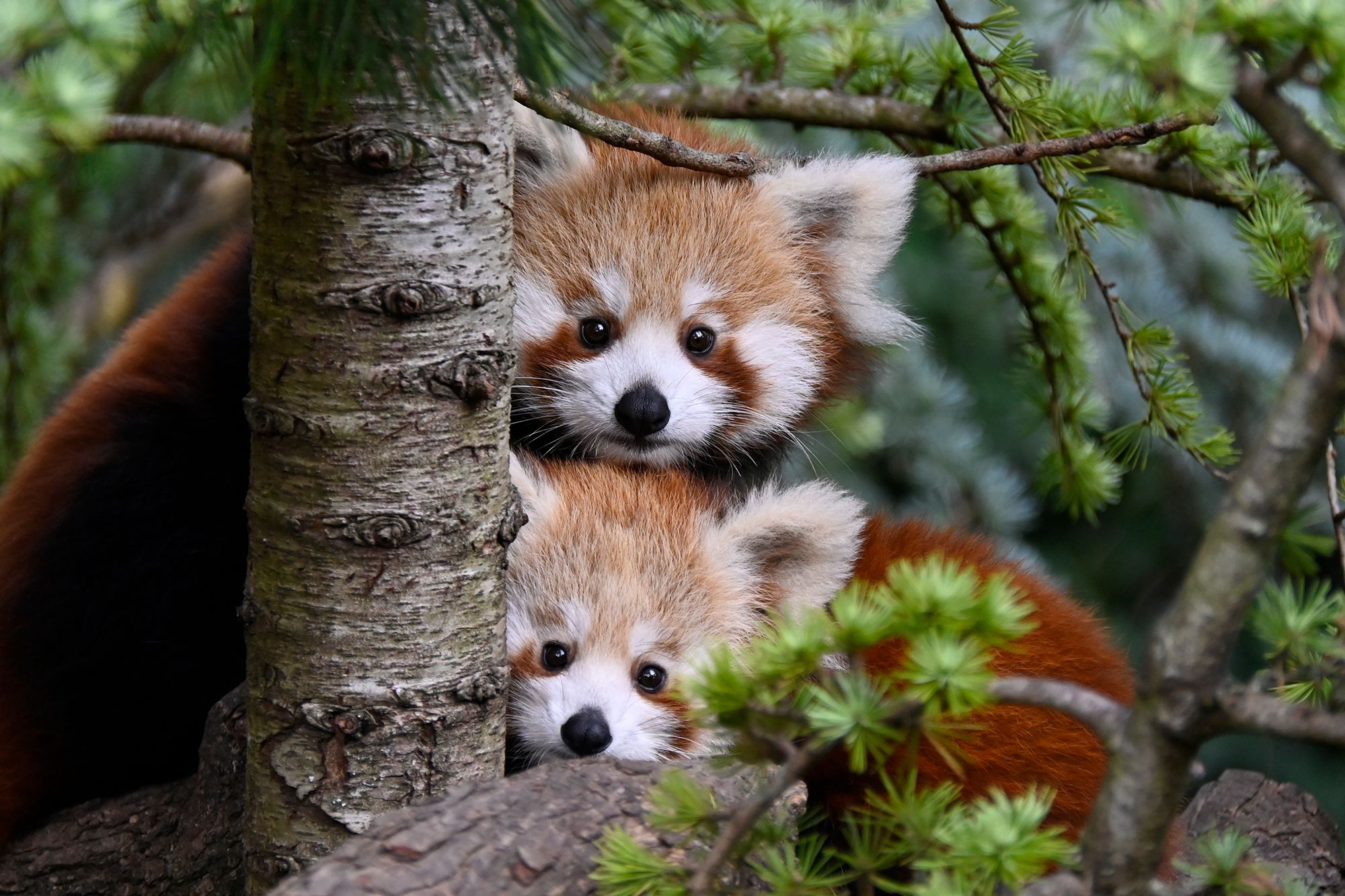 2 Red pandas at Parco Natura Viva © Cesare Avesani Zaborra.jpg