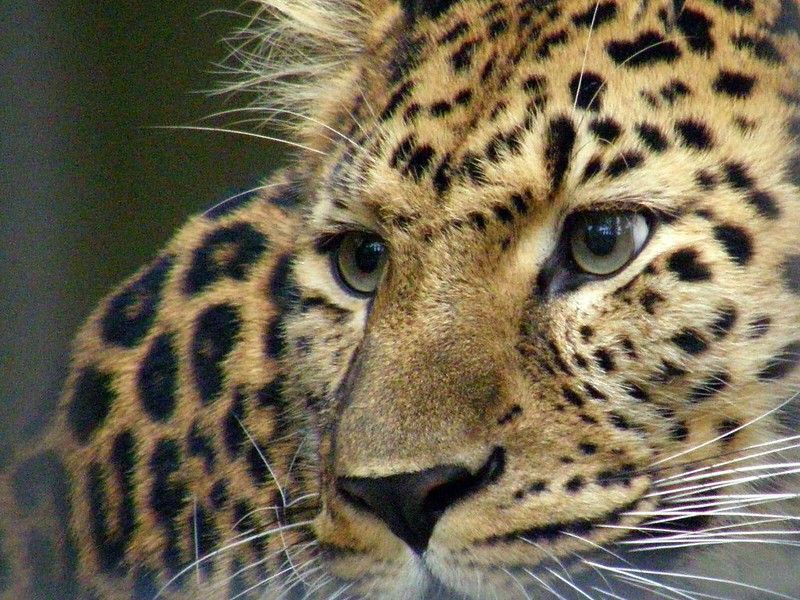 Artis Zoo