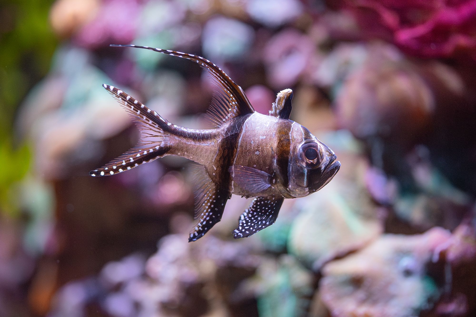 3 Banggai cardinalfish at Chester Zoo © David Hughes.jpg