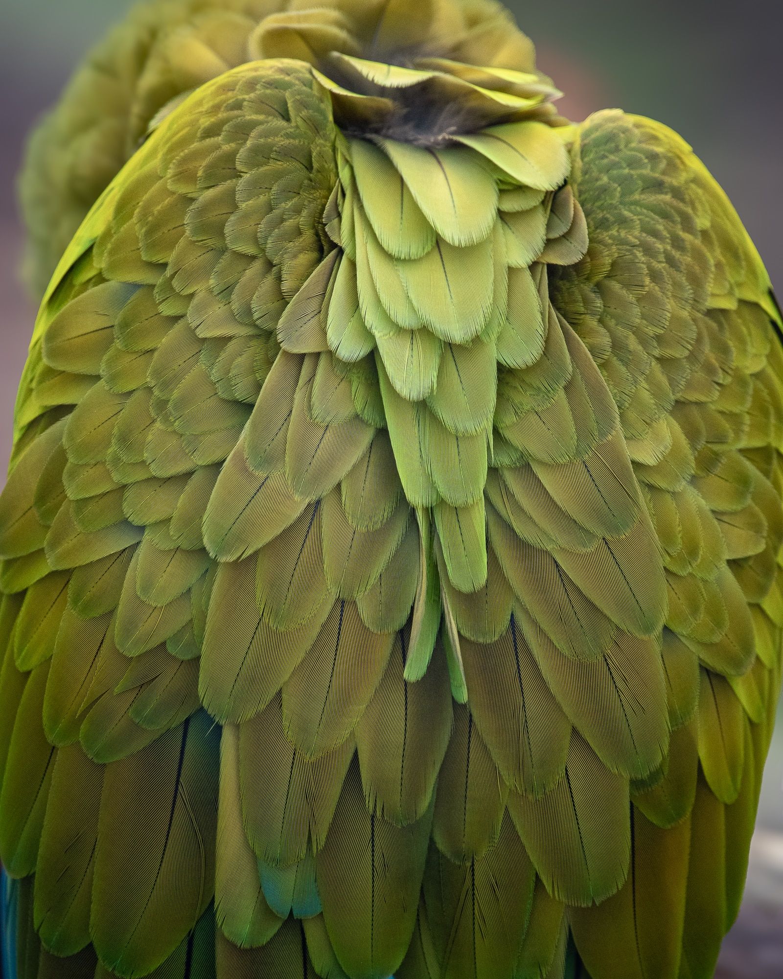 3 Great Green Macaw at Les Terres de Nataé © Baptiste Mourcel.jpg