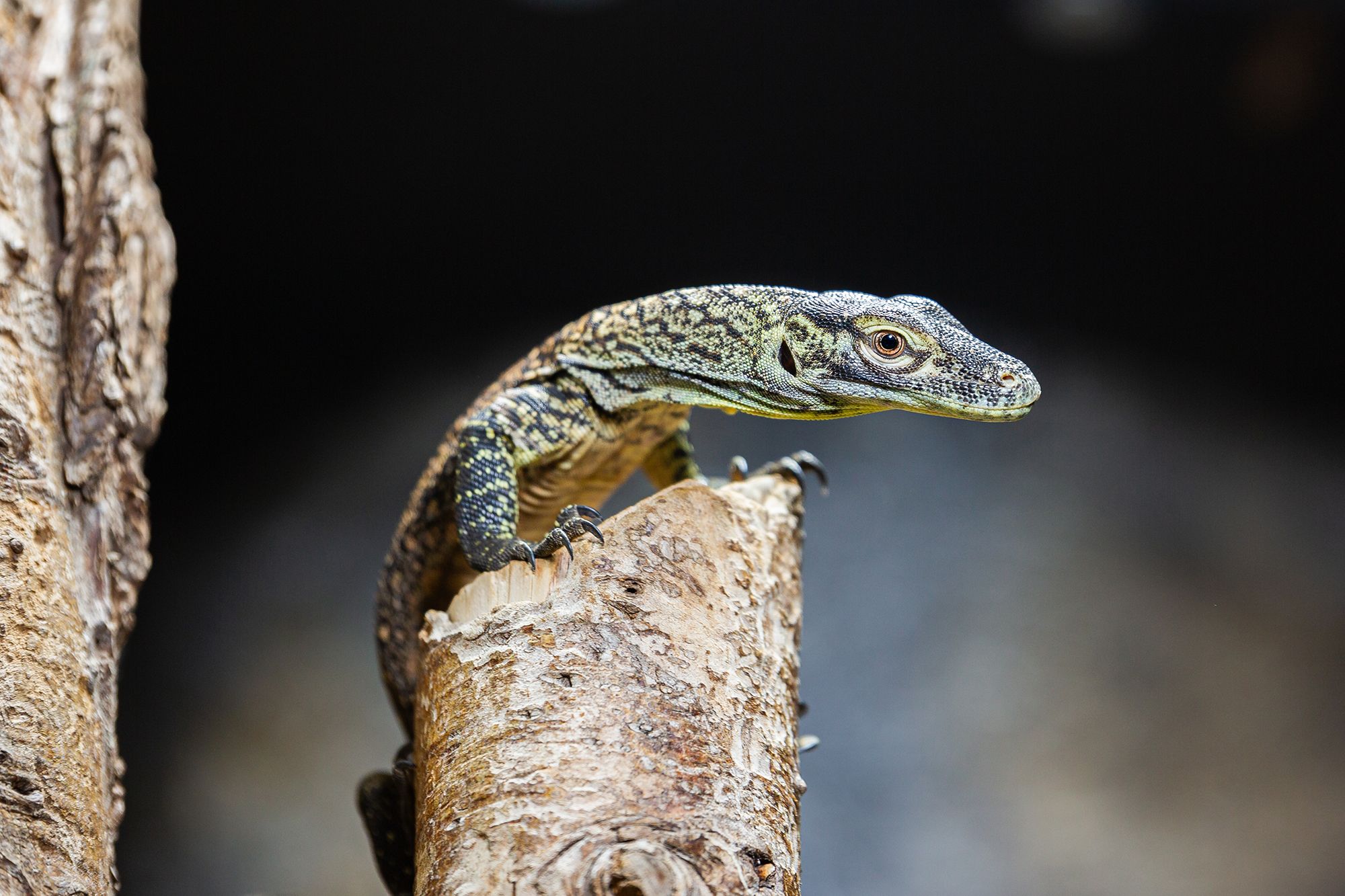 4 Komodo dragon at Chester Zoo © David Hughes.jpg