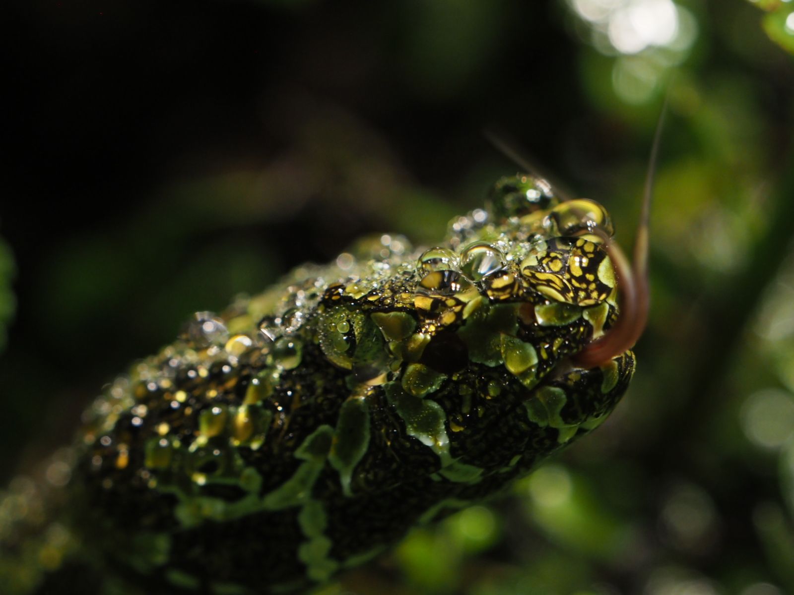 4 Mangshan pit viper at Tierpark Berlin © René Ostendorf.jpg