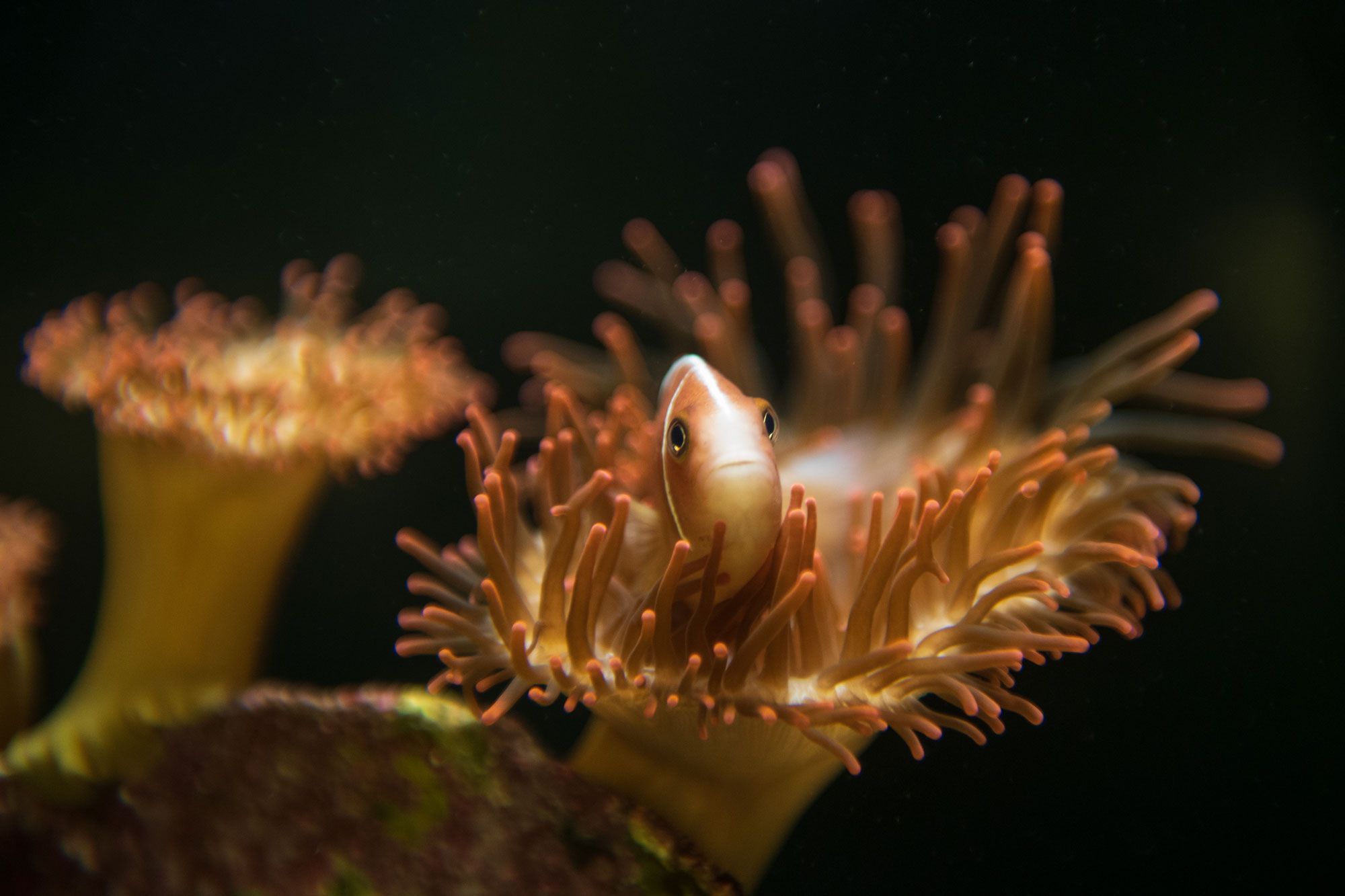 4 Pink anemonefish at Basel Zoo © Basel Zoo.jpg