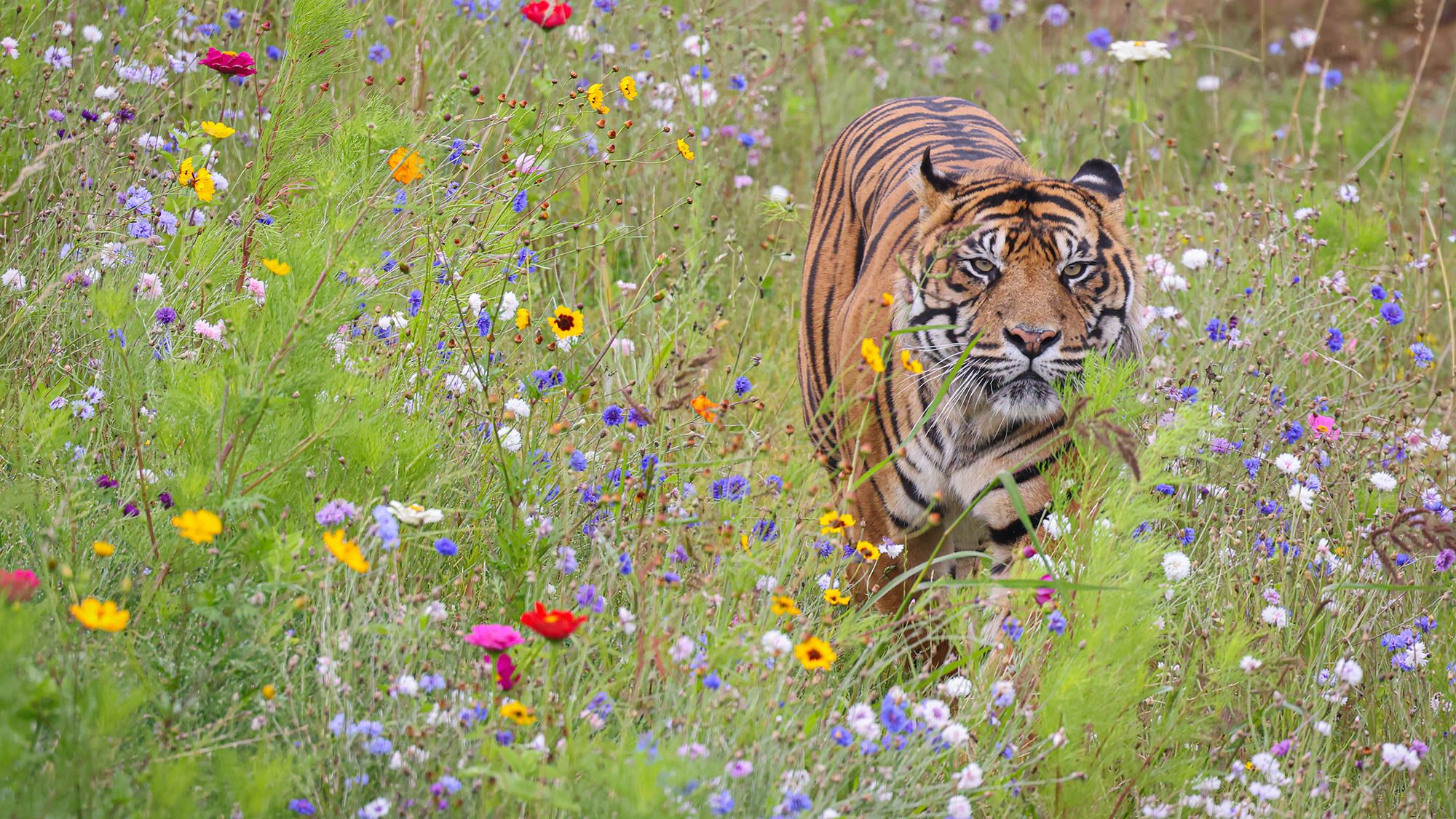 4 Sumatran tiger at Zoo De La Boissière Du Doré © Cécile Garans.jpg
