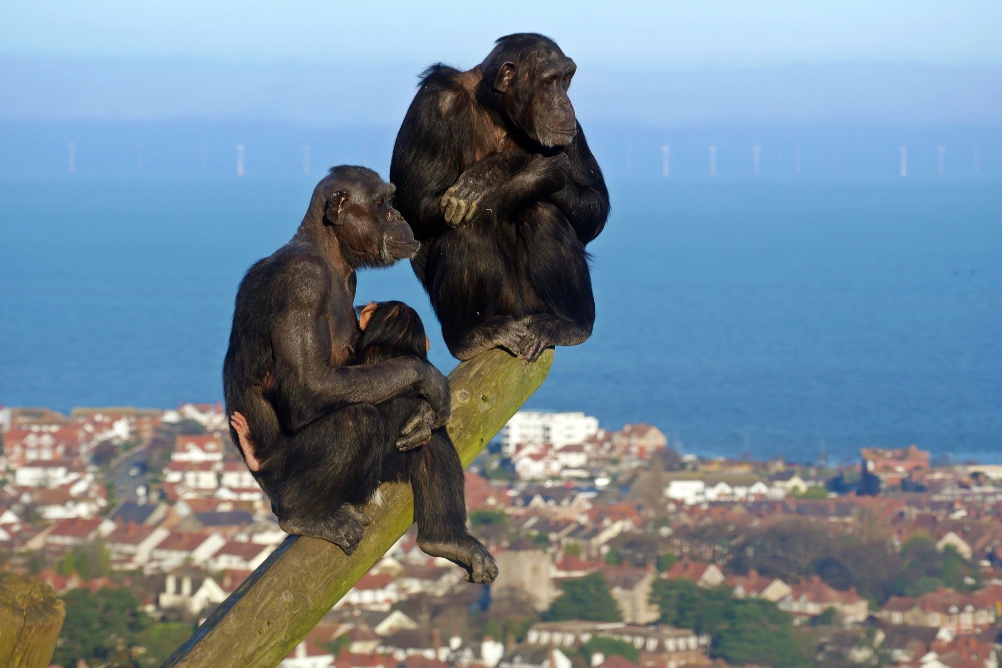 5 Chimps at Welsh Mountain Zoo © Karen Clark Photography.JPG