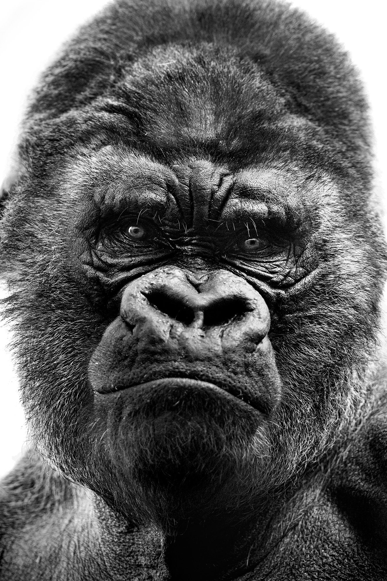 5 Gorilla at Bioparc Valencia © Sara Hoummady.jpg