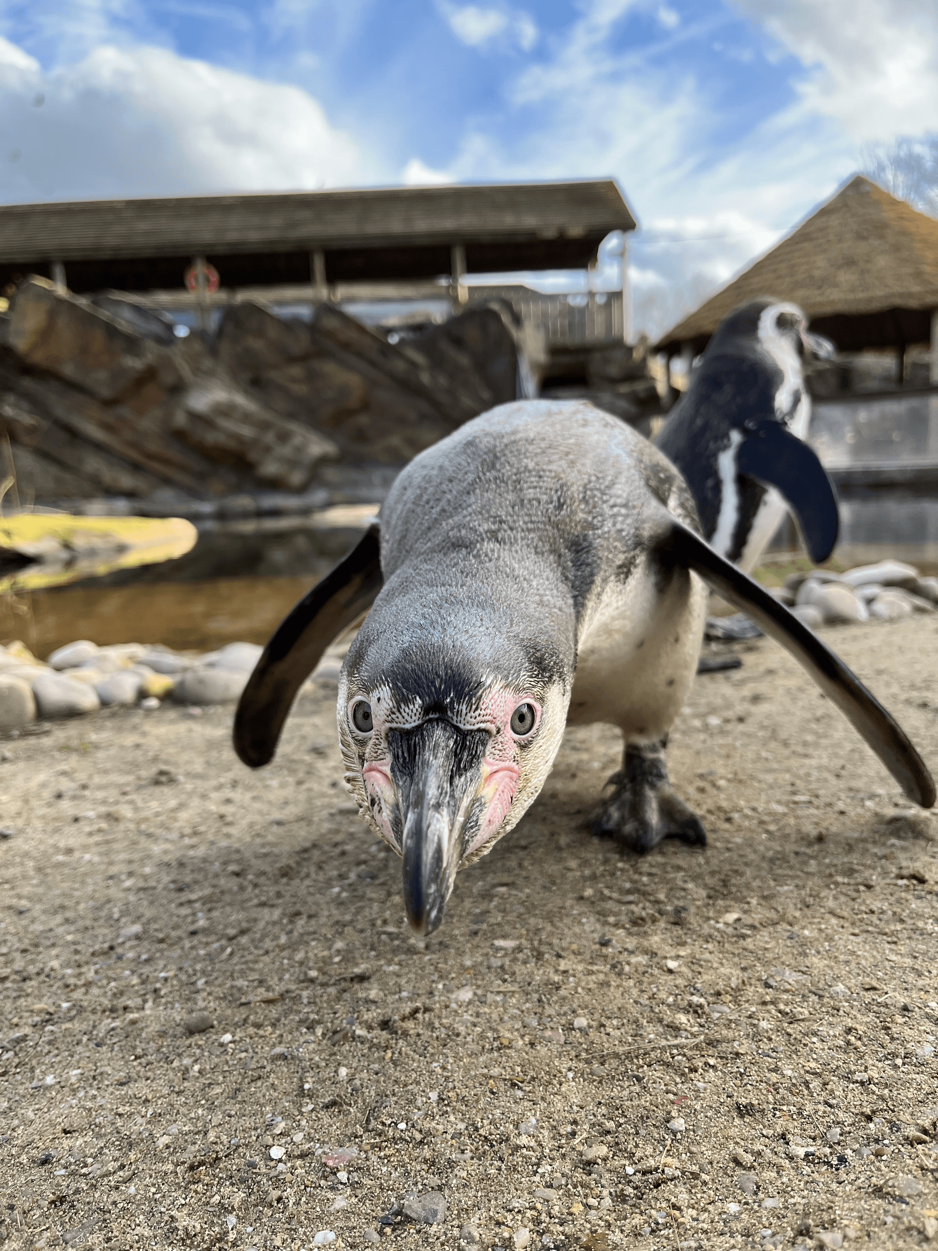 5 Humboldt penguin at Peak Wildlife Park © Sioned Davies, Peak Wildlife Park 2.png
