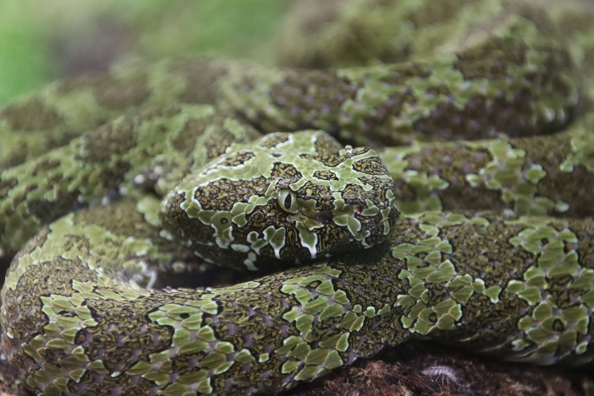 5 Mangshan pit viper at Tierpark Berlin © João Pedro Meireles.jpg