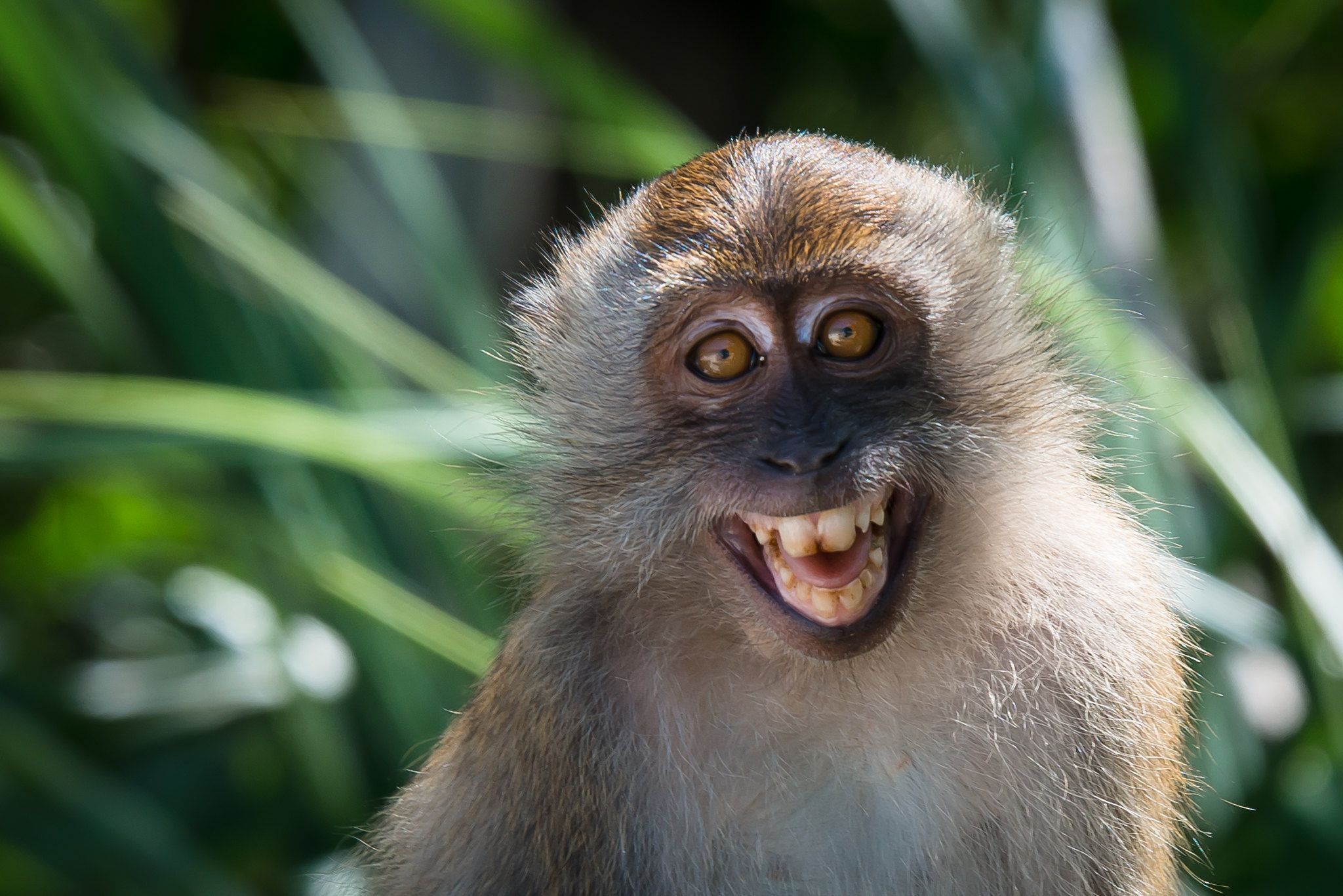 Monkey smile