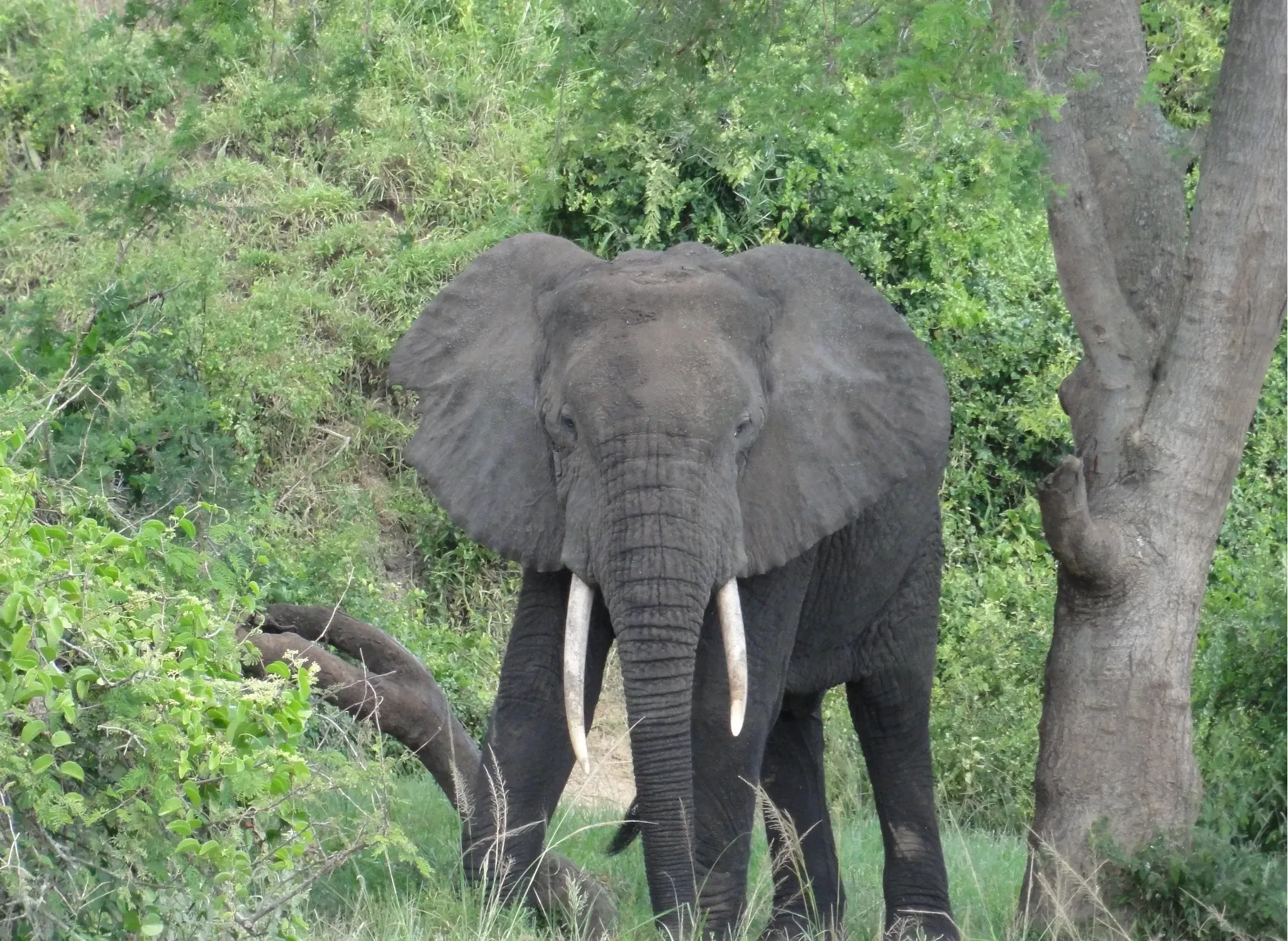 YoungElephant.webp