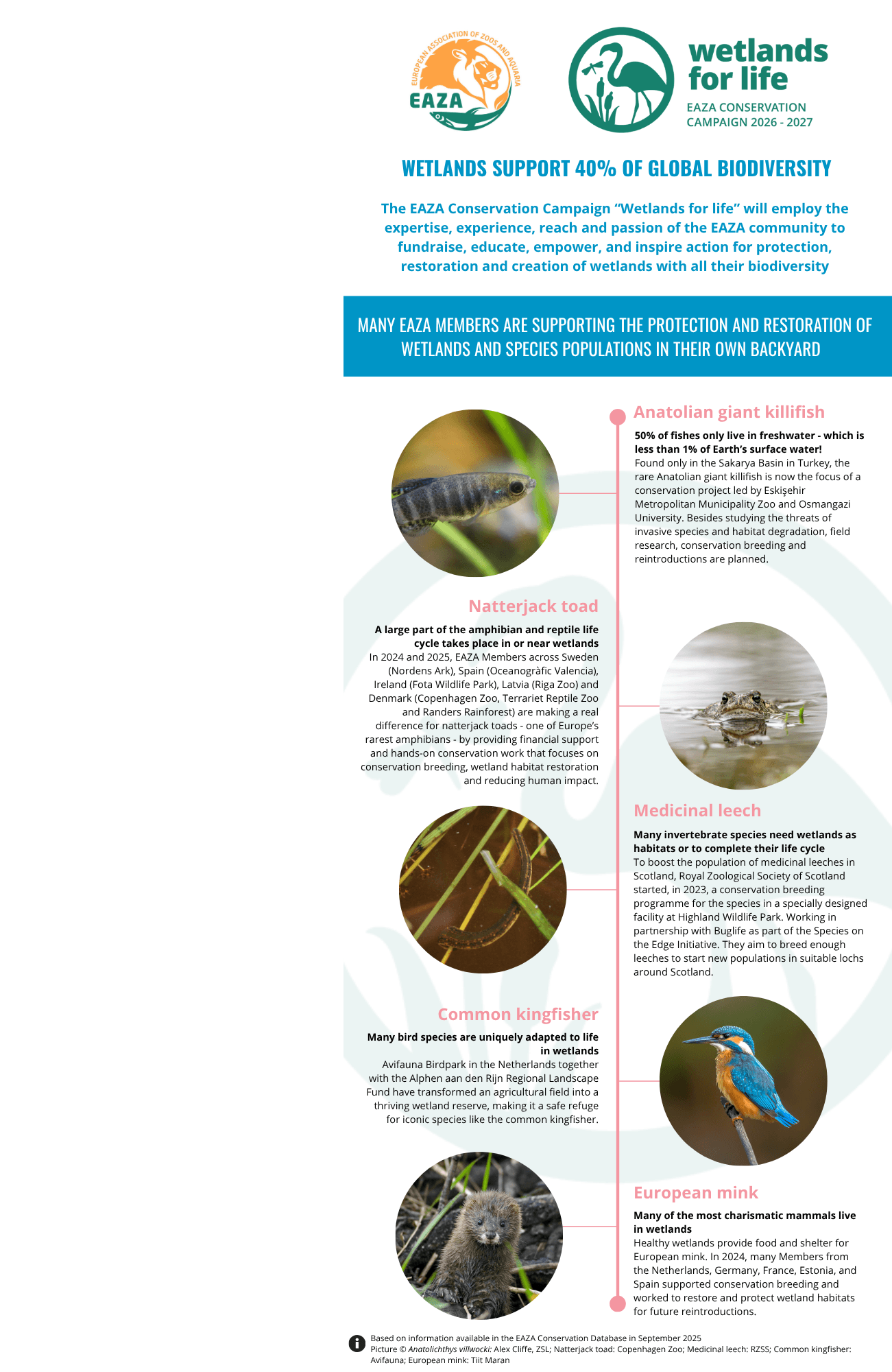 infographics Wetland dependent species.png